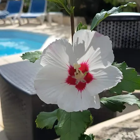 Bed & Breakfast La Fleur De Lys 3*
